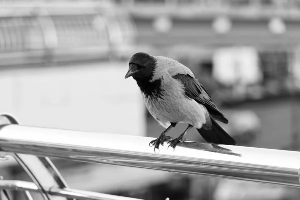 Varjú fekete madár ül. hollómadár fekete tollazattal a szabadban. Holló madár portréja. Halloween szimbólum madár. Közönséges holló közeledik. Természetes élőhelyen élő vadállatok. a balszerencse és a halál szimbóluma — Stock Fotó