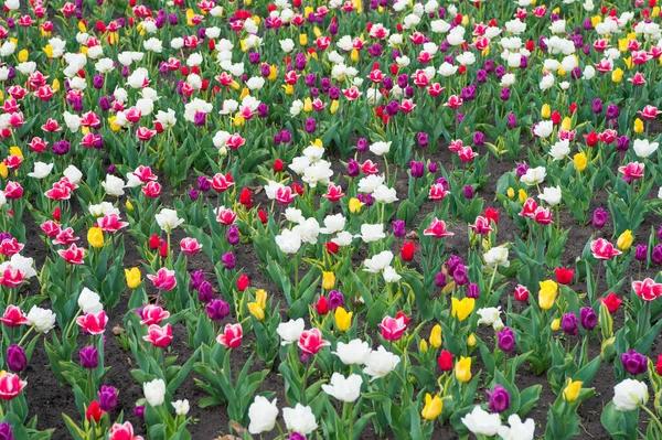 Přirozená krása. Jarní pozadí. Mnohobarevné květiny. Barevná pole tulipánů se rozkvetla. Dámský den. Parfémová vůně a vůně. Obchod s květinami. Pěstování květin. Koncept rozmanitosti — Stock fotografie