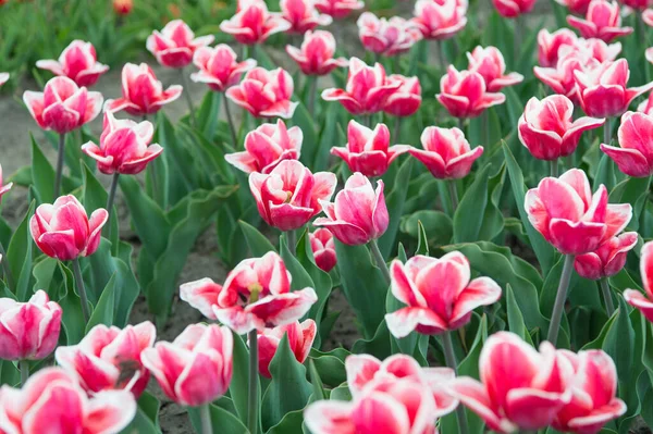 Pielęgnacja kwiatów w ogrodzie. piękno natury. cieszyć się sezonowym kwitnieniem. różowe kwiaty na polu. Krajobraz holenderskich tulipanów. Podróż w sezonie wiosennym. Kolorowe pole wiosennych tulipanów. różowe żywe kwiaty — Zdjęcie stockowe