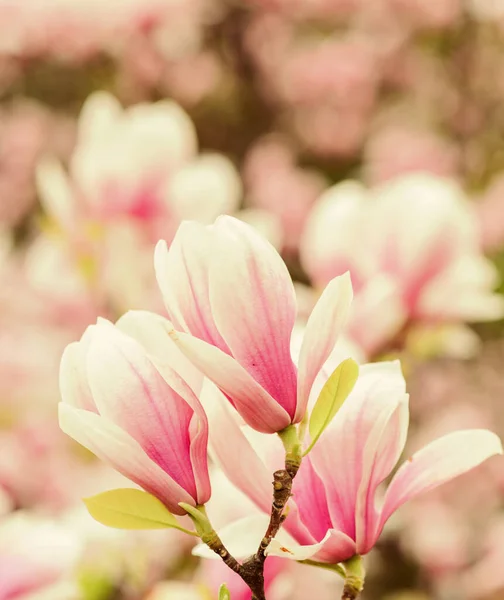 Botanie en tuinieren. Een tak van magnolia. Magnolia bloemen. Magnolia bloemen achtergrond close-up. Bloemen achtergrond. Botanische tuin concept. Een tedere bloei. Aroma en geur. Voorjaarsseizoen — Stockfoto