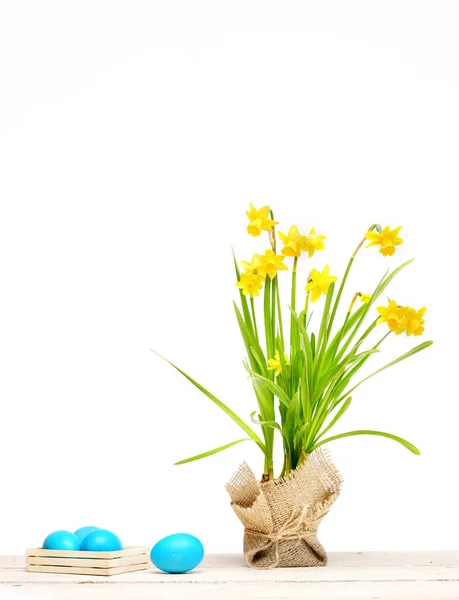 Traditional easter blue eggs, spring yellow narcissus flower — Stock Photo, Image