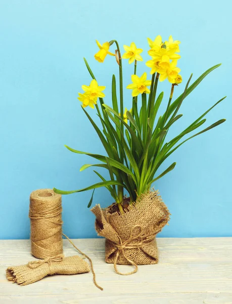 Primavera narciso amarelo e linha decorativa ou corda — Fotografia de Stock