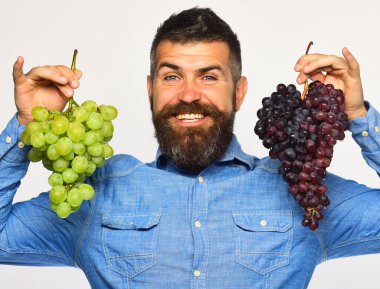 Çiftçi hasat gösteriyor. Sakallı adam üzüm demetleri tutuyor.