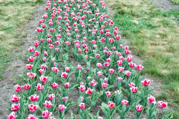 Semis. champ de fleurs d'été. jardinage et de la floristique. beauté et fraîcheur de la nature. Tulipes en croissance à vendre. beaucoup de fleurs pour le magasin. la tulipe fleurit au printemps. champ lumineux de fleur de tulipe — Photo