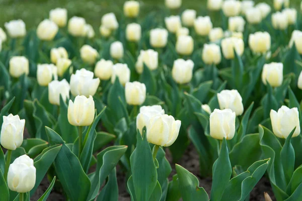 Grupa białych wakacyjnych tulipanów flowerbed. Kwitnące pola tulipanów. park krajobrazowy. kraj tulipanów. Piękno kwitnącego pola. słynny festiwal tulipanów. Kontekst natury. Przyjemny wiosenny dzień — Zdjęcie stockowe