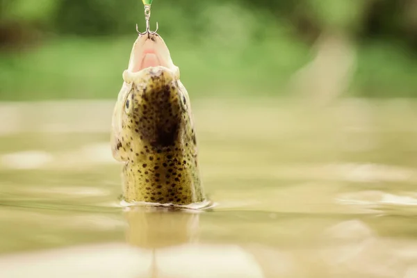 Truta de peixe capturada em água doce. Isca colher linha acessórios de pesca. Peixe na armadilha. Vítima de caça furtiva. Salve a natureza. No gancho. Conceito de silêncio. Peixe boca aberta pendurar no gancho. equipamento de pesca — Fotografia de Stock