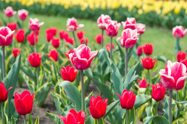Tulipano fioritura in primavera. campo di fiori di tulipano luminoso. campo estivo di fiori. giardinaggio e floristica. natura bellezza e freschezza. Tulipani in crescita in vendita. un sacco di fiori per negozio — Foto Stock