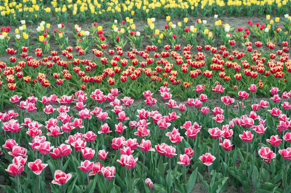 Skleníkové květiny. příroda je lidská antistresová. Krásná barevná tulipánová pole. Holandsko na jaře. Barevné pole tulipánů, Nizozemsko. žárovková pole na jaře. harmonie v meditaci — Stock fotografie