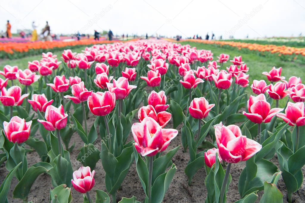 Tulip mania. Tulip flowers blooming in spring. Tulip field on natural landscape. Planting and growing. Flower farm. Floristry. Flower shop. Beauty of nature. Traveling and discovery