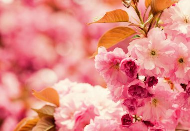 Sakura çiçeği ağacı, doğal çiçek arkaplanı. Güzel bahar çiçekleri. Pembe kiraz ağacı çiçeği. Yeni bir hayat başlıyor. Doğa gelişiyor ve uyanıyor. Kadınlar Günü 'nde. Anneler günü tatili