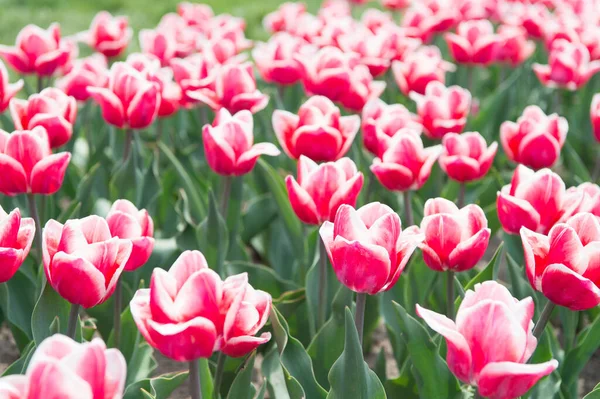 Přírodní pozadí. skupina růžových svátků tulipán květinové záhony. Kvetoucí tulipánová pole. Jarní krajinný park. země tulipánů. krása kvetoucího pole. slavný festival tulipánů. Perfektní jarní den — Stock fotografie