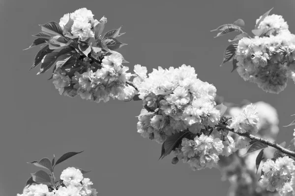 Spring vacation. Botanical garden concept. Tender bloom. Aroma and fragrance. Spring season. Tenderness. Branch of sakura. Sakura flowers. Sakura flowers on background close up. Floral backdrop