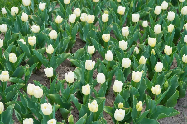 Cieszymy się wiosną. pole tulipan z różnych typów i kolorów. zwiedzanie krajobrazu przyrodniczego w Europie. świeże wiosenne kwiaty. Zbierz bukiet. białe żywe kwiaty. pole z tulipanami w dolnej części kraju — Zdjęcie stockowe