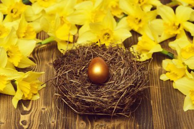 Geleneksel Paskalya altın yumurtası yuvada, bahar sarısı narsisli çiçek