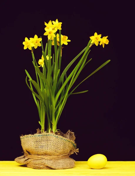 Daffodils de cor amarela brilhante e folhas verdes frescas — Fotografia de Stock