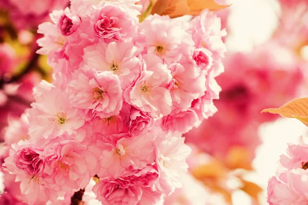 Botanischer Garten. Zarte Blüte. Aroma und Duft. Frühlingszeit. Zärtlichkeit. Zweig von Sakura. Parfümeriekonzept. Sakura blüht. Sakura Blumen im Hintergrund aus nächster Nähe. Floraler Hintergrund — Stockfoto