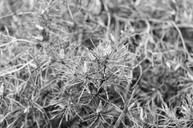 Çam tazeliği. Ladin ya da kozalaklı bitki. Spruce köknar ya da doğal arka planda bulanık iğneler. Çam ladin dalları. Her zaman yeşil kozalaklı çam ağacı. Doğal arkaplan dokusu