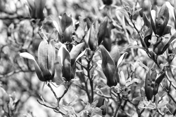 Comemore a primavera. Temporada de primavera. Ramo de magnólia. Flores de magnólia. Magnolia flores fundo close up. Flor suave. Cenário floral. Conceito de jardim botânico. Aroma e fragrância — Fotografia de Stock