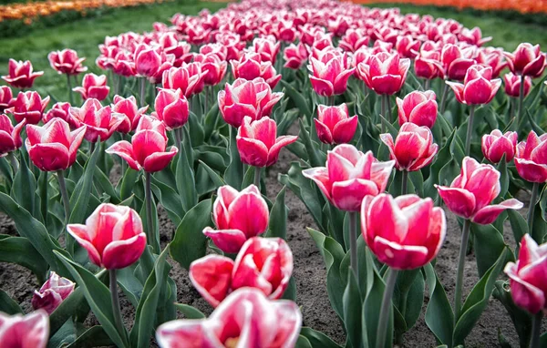 Pěstování cibulových rostlin. Jarní park. Kvetoucí pole. Tulipánový festival. Květinové pozadí. Skupina červených tulipánů. Květinová záležitost. Nádherné tulipány. Kvetoucí tulipánová pole v oblasti pěstování květin — Stock fotografie