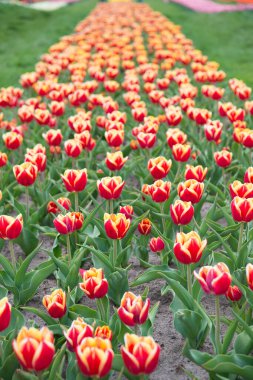 Güzel renkli lale tarlaları. İlkbaharda Hollanda. İmkansız bir koku. Hollanda 'nın renkli lale tarlası. İlkbaharda ampul tarlaları. Meditasyonda uyum. Doğa, insanların anti-strestir.