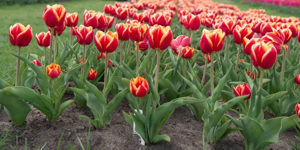 Sostenitore dell'ambiente. Paesi Bassi campagna. tulipani in giardino. Incredibile campo di tulipani in Olanda. rilassamento e gestione dello stress. tulipani in primavera. paese di molti colori. Primavera sfondo floreale — Foto Stock