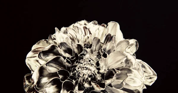 Virágbolt. Fémes acél szín. Virág borított fémes festék közelről. Fémvirág. Absztrakt művészet. Örök szépség. Botanikai koncepció. Hamisítás és szobrászat. Gyönyörű fekete ezüst virág. — Stock Fotó