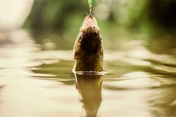 Partie pêcher. hobby et activité sportive. pêche à la truite mouche. loisirs et loisirs. appât de truite. attraper des poissons. tomber dans le piège. poisson à l'hameçon. impasse et désespoir. pêche sur le lac. Bonne prise — Photo