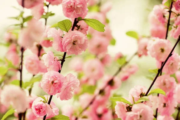 Cabang sakura. Konsep parfum. Bunga Sakura. Sakura flowers on background close up. Latar belakang bunga. Konsep kebun raya. Tender mekar. Aroma dan wangi. Musim semi. Lembut — Stok Foto
