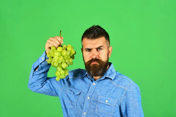 Vintillverkning och höstkoncept. Man med skägg håller gröna druvor — Stockfoto