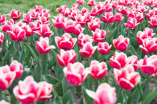 Užívám si jarní prázdniny. Barevné pole tulipánů, Nizozemsko. žárovková pole na jaře. harmonie v meditaci. příroda je lidská antistresová. Krásná růžová tulipánová pole. Holandsko na jaře — Stock fotografie