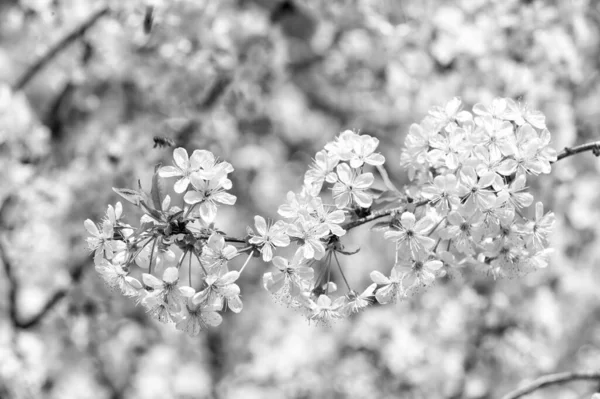 Honey plants. Inspiring nature. Pollen allergy. Seasonal allergy. Botanical garden concept. Cherry flowers background. Tender bloom. Floral backdrop. Spring allergy. Botany and gardening. April — Stock Photo, Image