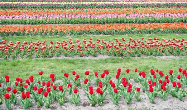 Rostoucí dýška. Jarní krajinný park. země tulipánů. krása kvetoucího pole. slavný festival tulipánů. Přírodní pozadí. skupina barevných svátků tulipán květinové záhony. Kvetoucí tulipánová pole — Stock fotografie