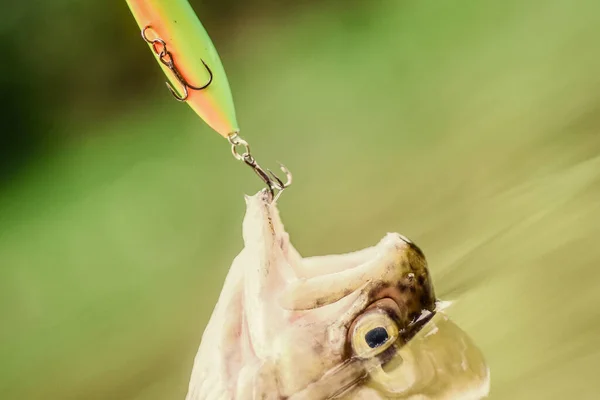 Isco de truta. Apanhar peixe. cair na armadilha. peixe no anzol. impasse e desesperança. Truta de pesca com mosca. recreação e lazer. pesca no lago. Boa jogada. Passatempo. Aprendendo com o profissional — Fotografia de Stock