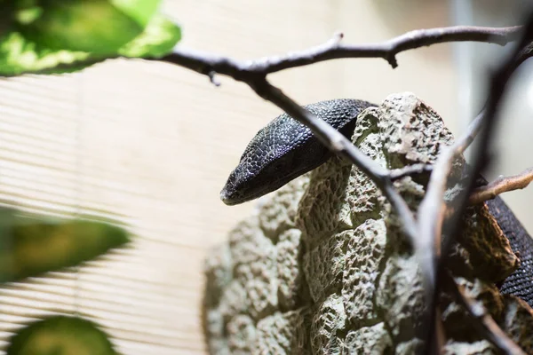 Lagarto preto repousa sobre pedra no fundo da natureza. Salvador de varano — Fotografia de Stock