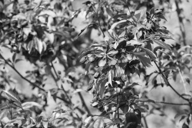 Güzel kiraz çiçeklerinin seçici odağı. Bahar kiraz çiçekli arka plan. 8 Mart indirimi. Bahar kiraz çiçeği, pembe çiçekler. Sakura 'nın çiçek dalı. Sıcak yaz günü. Bahar çiçekleri dalları