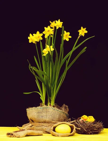 Jonquilles pour Pâques sur fond noir, nature morte — Photo