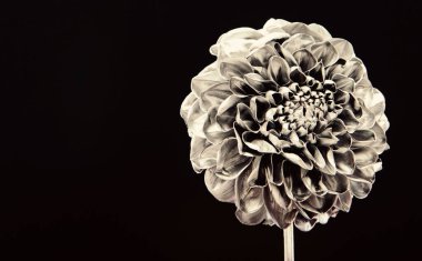 Şık bir buket. Botanik konsepti. Güzel gümüş çiçekler. Çiçek dükkanı. Metalik çelik ya da altın rengi. Metal çiçekler. Sonsuz güzellik. Moda ve güzellik. Çiçekler metalik boyayı kapatmış.