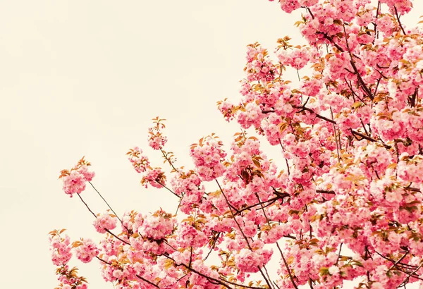 Jaro všude. sakura kvetoucí strom., přírodní květinové pozadí. krásná jarní květina. růžový květ třešně. nový život začíná. růst přírody a probouzení. Dámský den. Den matek dovolená — Stock fotografie