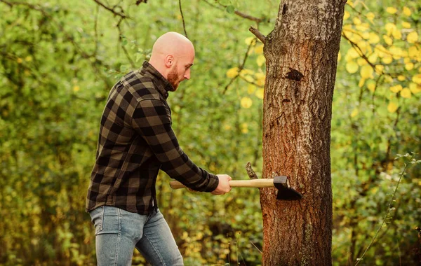 Bearded hipster cut tree. man checkered shirt use axe. brutal and attractive male in forest. power and strength. lumberjack carry ax. bald woodsman worker. live on rancho. concept of masculinity — Stock Photo, Image