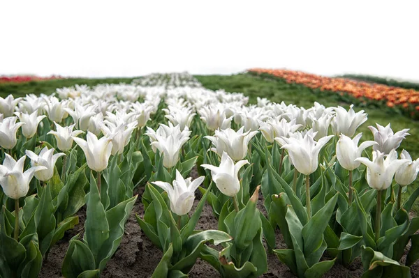 Farma tulipanów. Pole tulipanów. Białe tulipany kwitną. Szczęśliwego Dnia Matki. Koncepcja Dnia Kobiet. Wiosenny sezon. Przyjemny aromat. Koncepcja ogrodnictwa. Rosną kwiaty ogród. Wiosenne wakacje. Urocze tulipany — Zdjęcie stockowe