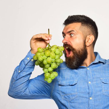 Çiftçi hasatını gösteriyor. Sakallı adam yeşil üzüm tutuyor.