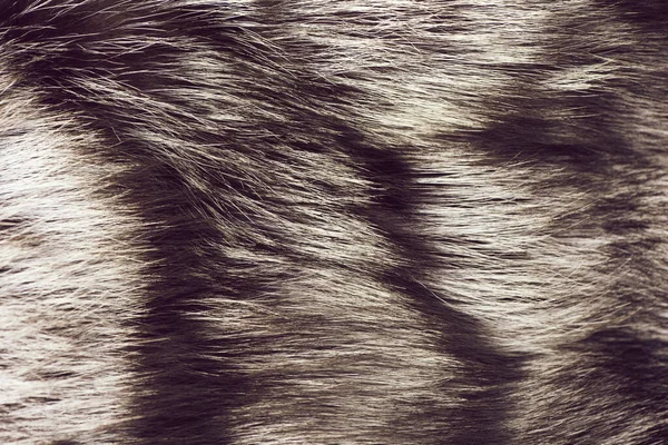Szare futro srebrnego lisa teksturowane tło — Zdjęcie stockowe