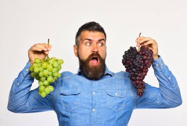 Şaşırmış yüzlü şarap üreticisi üzüm kümeleri tutuyor.