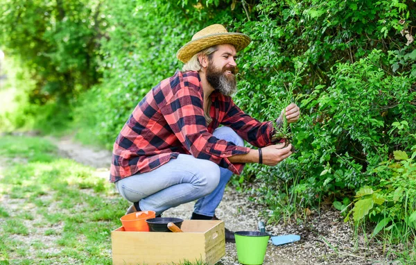 Conceito Hobby. Dia da Terra. Amo a natureza. O verão funciona. Plantas tolerantes à sombra podem ser plantadas sob árvores. Plantando árvores e arbustos. Jardineiro plantando flor com espátula de jardim. Agricultor plantio de mudas — Fotografia de Stock