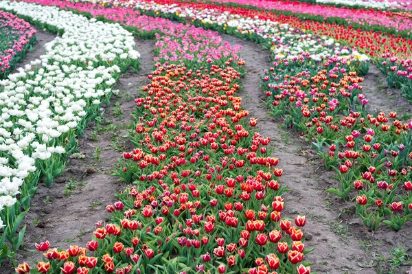 Solos e fertilizantes. flores no campo. Paisagem de tulipas holandesas. Viagem de primavera. Campo de tulipas de primavera colorido. flores vibrantes multicoloridas. beleza da natureza. desfrutar de flor sazonal — Fotografia de Stock