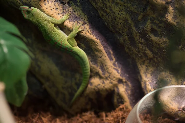 Madagaskar gigant gecko v zelené barvě s červenými tečkami. — Stock fotografie