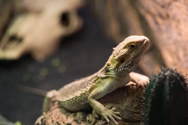 Iguana repose sur les racines des arbres, gros plan — Photo