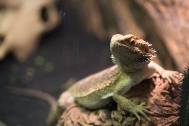 Pogona vittisepsleri açık yeşil ciltli doğa yürüyüşleri.