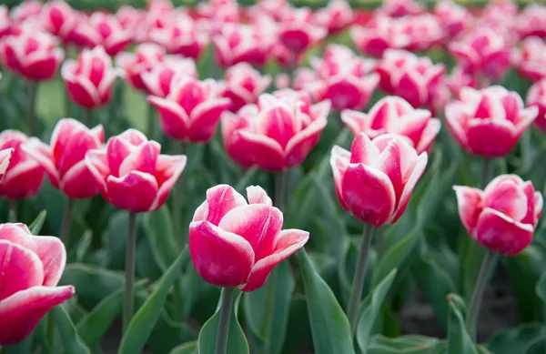 Respektování ekologie. Holandsko na jaře. Květinový prapor pro květinářství. Růžové pole tulipánů, Nizozemsko. Žárovkové pole na jaře. harmonie v meditaci. Krásná růžová tulipánová pole — Stock fotografie