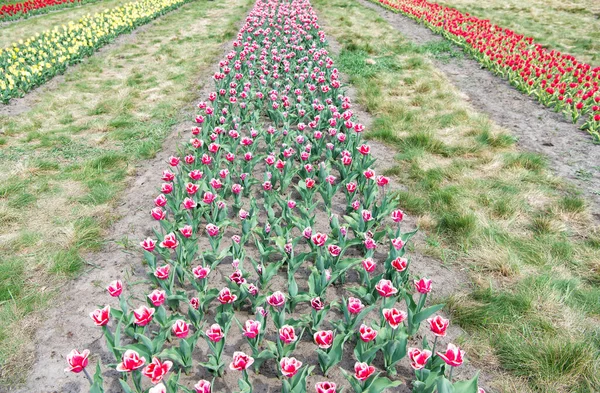 Plantação ao ar livre. harmonia na meditação. natureza é humana anti-stress. Belos campos de tulipas coloridos. Holanda durante a primavera. Campo colorido de tulipas, Holanda. campos de bulbo na primavera — Fotografia de Stock